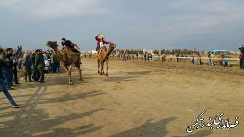 برگزاری اولین دوره مسابقات شتر دوانی در شهرستان ترکمن
