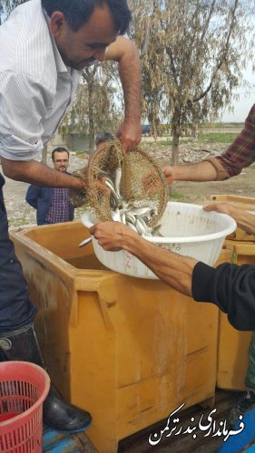 رها سازی 1000 قطعه بچه ماهی به رودخانه قره سو با حضور فرماندار
