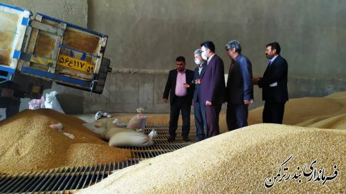 بیش از ۷۰ درصد محصول گندم شهرستان بندرترکمن برداشت شد