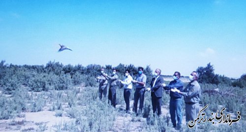 رهاسازی ۳۵پرنده کوکرتحویلی توسط همیاران محیط زیست در سواحل شهرستان ترکمن 